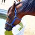 Your Horseâ€™s Water Needs